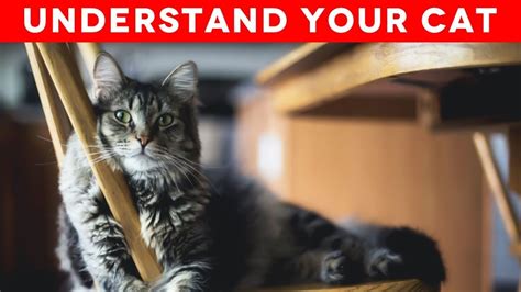 15 Ways To Understand Your Cat Better YouTube