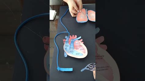 Maqueta Del Sistema CIRCULATORIO