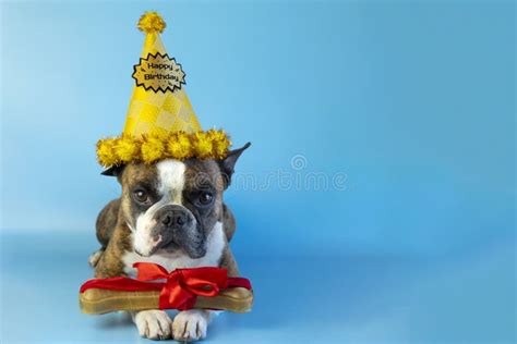 Funny Boston Terrier Wishes Happy Birthday In A Festive Hat And With A