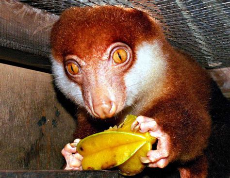 Black-spotted Cuscus (Spilocuscus rufoniger)