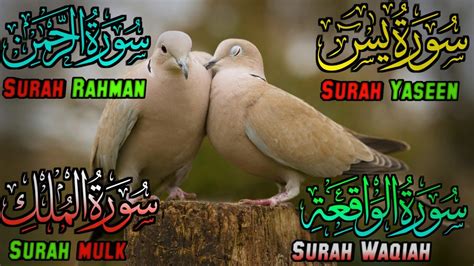 Surah Yaseen Surah Yaseen Full Surah Rahman Surah