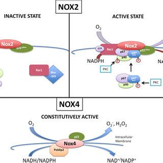 PDF Role Of NADPH Oxidase In The Regulation Of Autophagy In