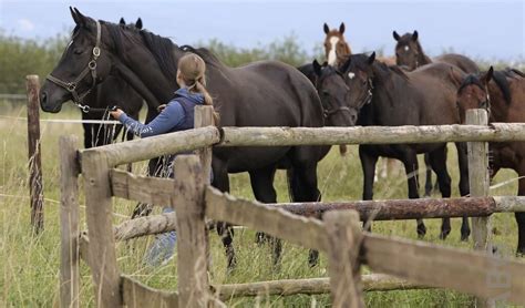 Een Jong Paard Van De Kudde Scheiden Bit Cap