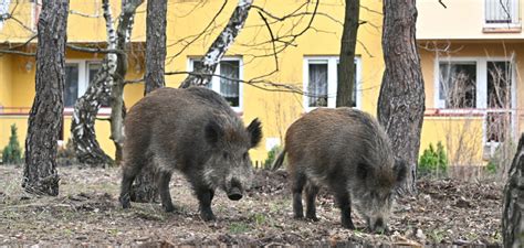 Legionowo Kontra Dziki Gigantyczne Straty Planeta