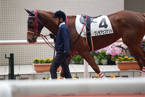 2024年3月17日・阪神競馬場パドック写真【ワンモアビスケット】 鼬の一口馬主復帰と拉麺なブログ