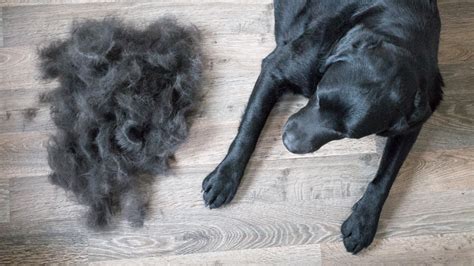 How to Manage Dog Hair Shedding - PetGuide.com.au