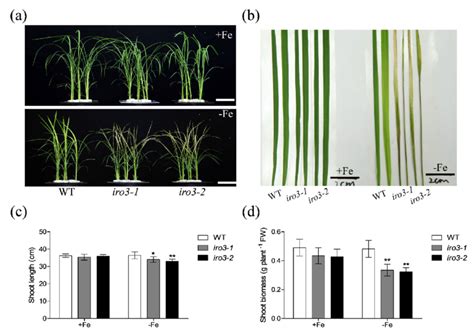 Shoot Phenotype Analysis Of Iro Mutants A Shoot Growth Performance