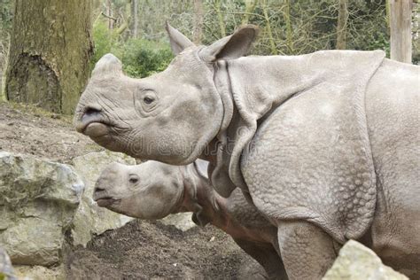 Rhinoceros Mother with Baby Stock Photo - Image of grey, little: 30869222