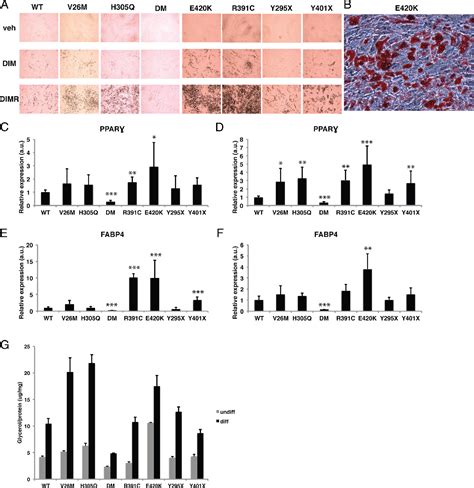 Figure 1 From Cell Autonomous Regulation Of Brown Fat Identity Gene