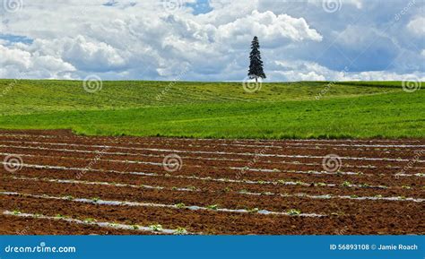 Farmland Planting Crops Fresh Agriculture Stock Photo - Image of field ...