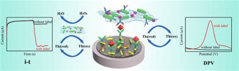 Thionin Functionalized Signal Amplification Label Derived Dual Mode Electrochemical Immunoassay