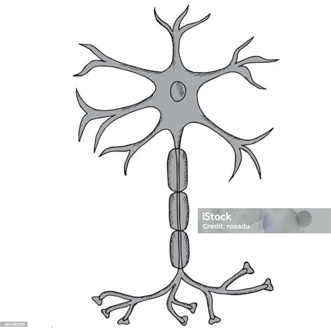 Neuron Sketch In Color Stock Illustration - Download Image Now ...