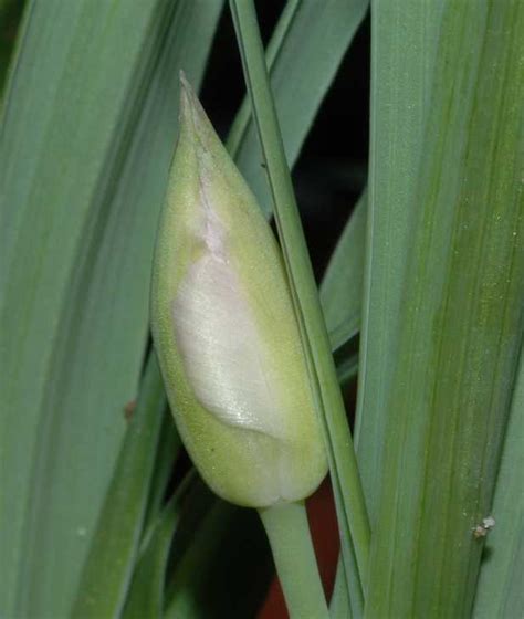 Calochortus Liliaceae Image At Phytoimages Siu Edu