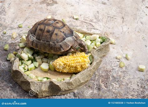 Central Asian Turtle Alone Eats Vegetables on a Stone Stock Photo ...