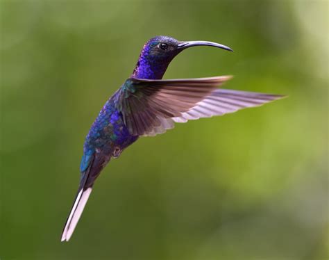 Blue Hummingbirds | Species Identification Resource | Earth Life