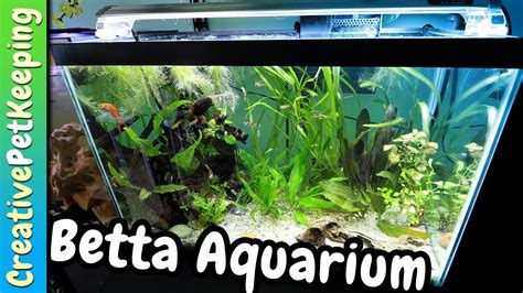 20 Gallon Betta Community Tank Aquarium Co Op Unboxing Youtube