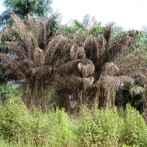 Date Palm Diseases