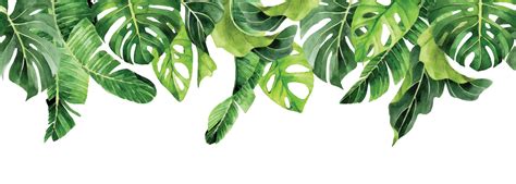 Watercolor Seamless Border Tropical Leaves Banner Green Leaves Of