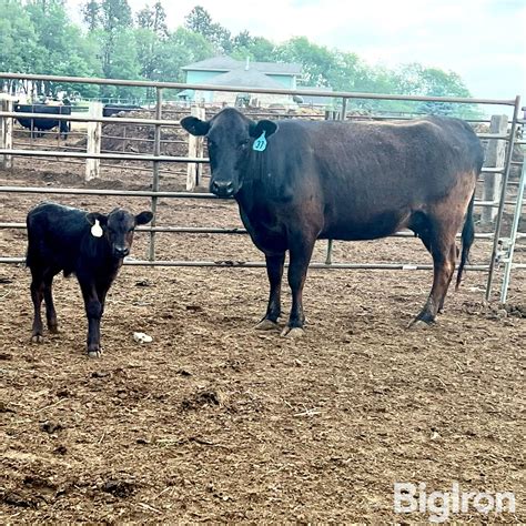 1) 3 YO 75% Wagyu Cow w/ 93% Wagyu Calf | Livestock | BigIron