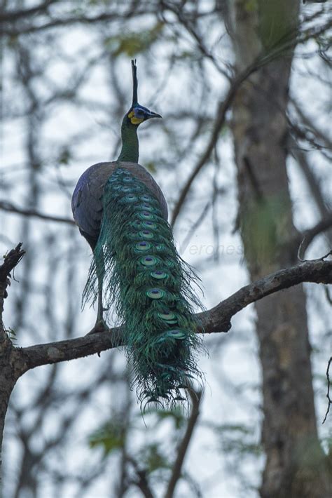 Pavo Real Cuelliverde Pavo Muticus Picture Bird