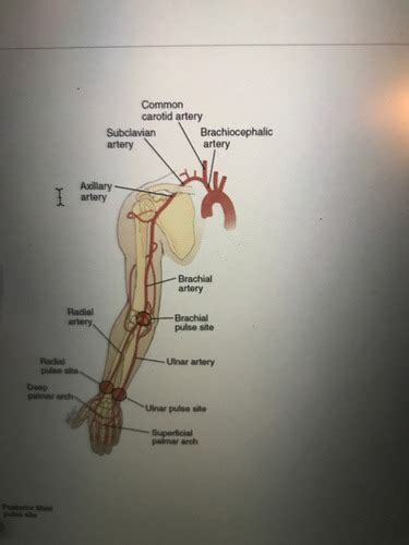 Peripheral Vascular Flashcards Quizlet