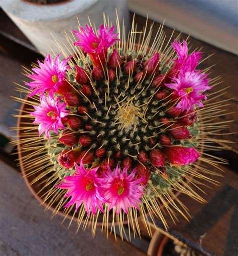 Mammillaria Spinosissima Un Pico XL Brincando En El Desierto