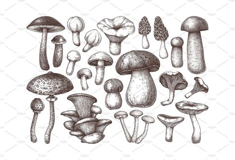 Vector Edible Mushrooms Collection How To Draw Hands Hand Sketch