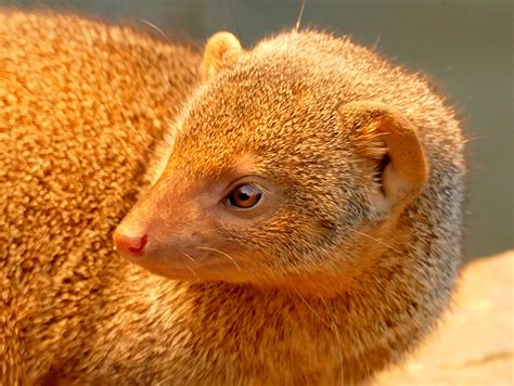 The Golden Mongoose Prema Dharma