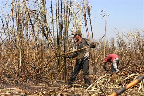 Demand better treatment at Hacienda Luisita sugar plantation