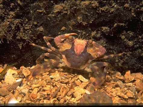 Harbour Crab Liocarcinus Depurator MarLIN The Marine Life