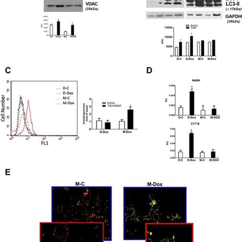 Alterations Of Mitophagy In M Dox Treated Cells A Mitochondrial Levels