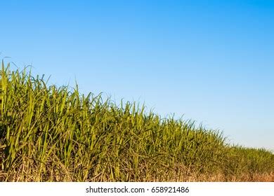 Sugar Cane Plantation Stock Photo 658921486 | Shutterstock