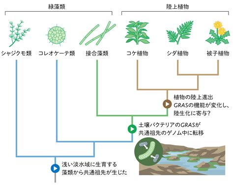 Research コケの細胞分裂にみる上陸の姿 Jt生命誌研究館