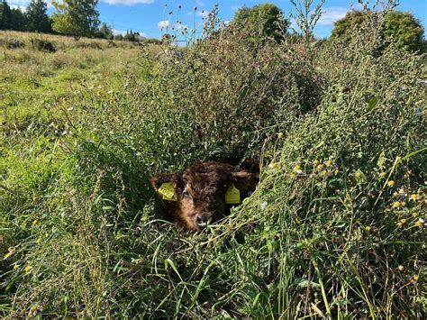 Highland Cattle Photo Of The Day : r/highlandcattle