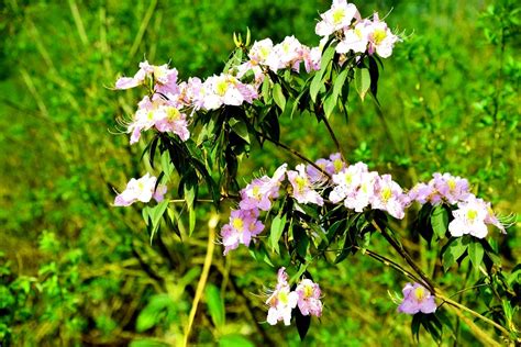 四川唐家河国家级自然保护区：基毛杜鹃 中国自然保护区生物标本资源共享平台