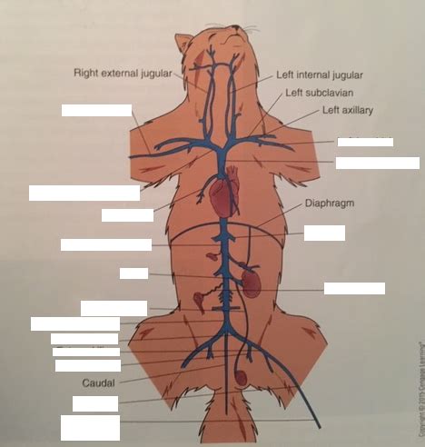 veins Diagram | Quizlet