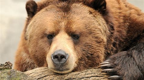 1031171 Animals Wildlife Bears Grizzly Bear Brown Bear Bear