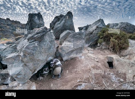 Humboldt penguin (Spheniscus humboldti) nesting in cavity, and habitat on desert island. Tilgo ...