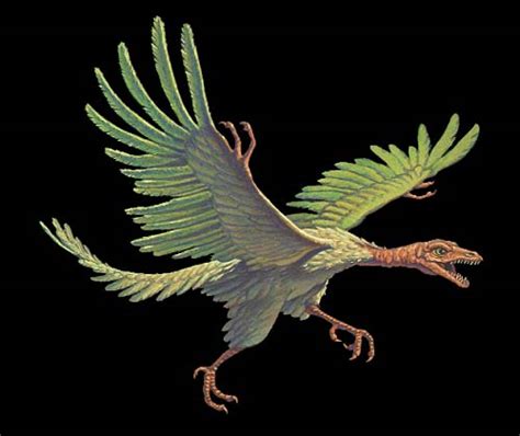 Sobre Esto Y Aquello Archaeoraptor Liaoningensis El Pollo De Piltdown