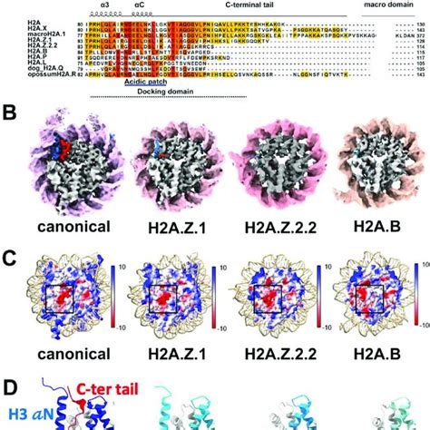 Structural Diversity Of Histone H A Variants H A Z And H A B A