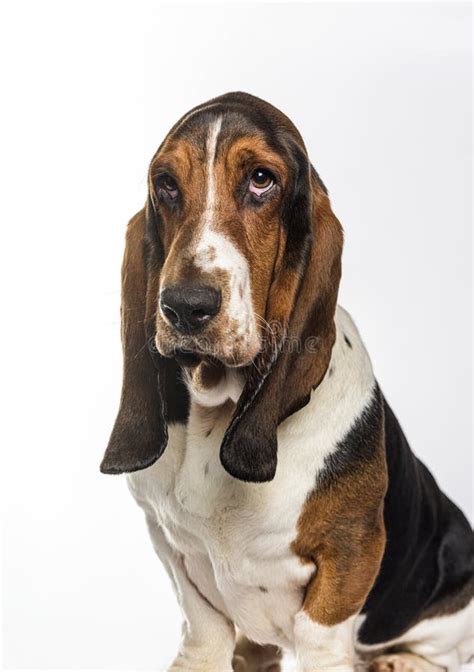 Head Shot Of A Basset Hound Isolated Stock Image Image Of Hound