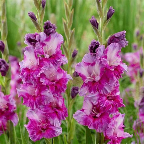 Gladiolus 'Purple Art' – Pinetree Garden Seeds