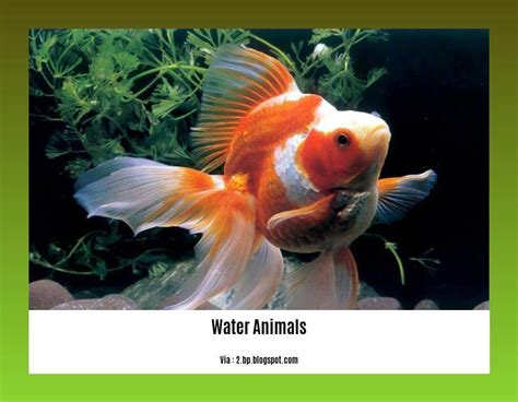 water animal facts  herbert hamilton blog