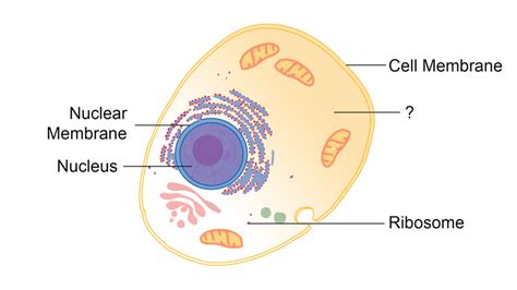 The fluid present between the cell membrane and nucleus is called