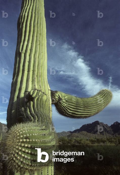 Image Of Carnegiea Gigantea Cereus Giganteus Saguaro Giant Candle