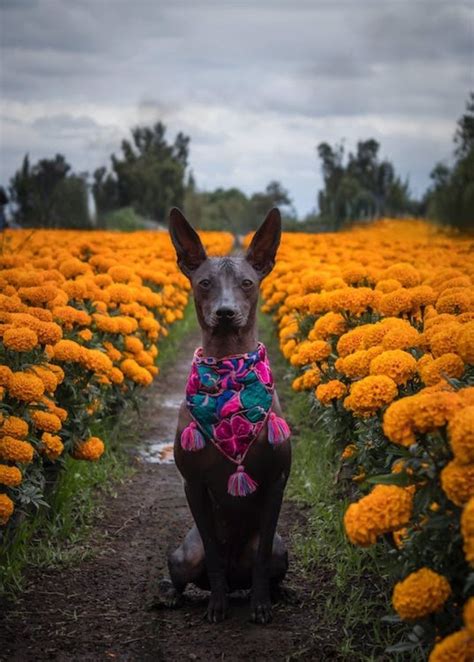 Lugares Donde Hay Campos De Cempas Chil Cerca De Puebla Y Cdmx