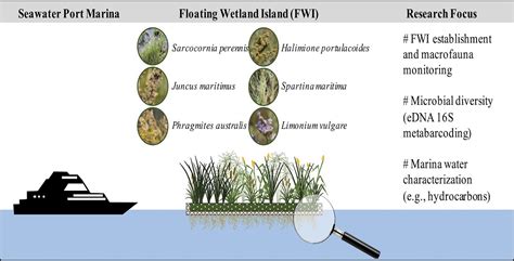 Water Free Full Text Floating Wetland Islands Implementation And Biodiversity Assessment In