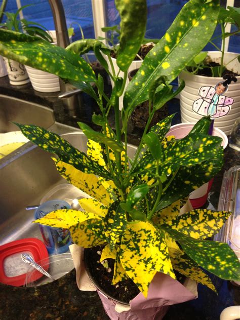 Identify My Plant Gold Dust Croton Care Houseplant 411