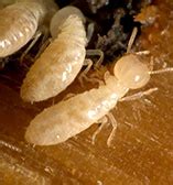 Kansas City Termite Control Termite Treatments Termite Inspections