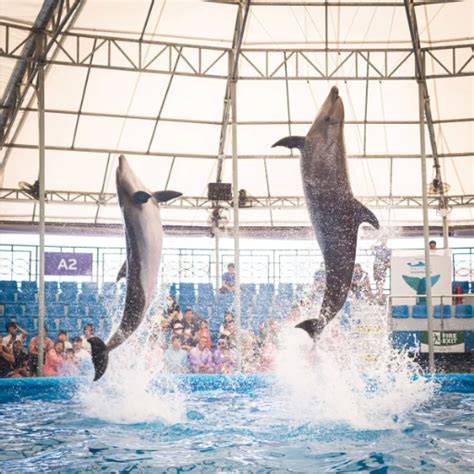 Pattaya Dolphin Show Tickets Book Upto Off Tng Holidays